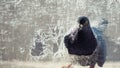 Pigeon peeks into a torn mosquito net. Columba livia