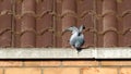 Pigeon perched atop a ledge of a brick wall, Campo Grande park in Valladolid, Spain Royalty Free Stock Photo