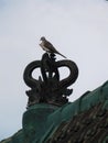 A pigeon perched on a decorative terracotta roof ornament Bali