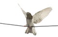 Pigeon perched on an electric wire with its wings spread