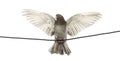 Pigeon perched on an electric wire with its wings spread