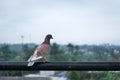 Pigeon perched on a fence