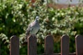 Pigeon perched on a nice brown fence of a rural house Royalty Free Stock Photo