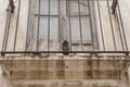 Pigeon perched on old ruined balcony