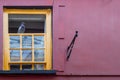 Pigeon perched on open window of colourful Devon house, England.