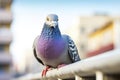 Pigeon Sitting on City Railing, Urban Scene With Bird on Handrail Royalty Free Stock Photo