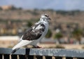 Pigeon perched on seafront railing Bugibba Malta Royalty Free Stock Photo