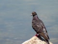 Pigeon perched on a stone against the blue waters of a lake