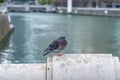 Pigeon perched on a stone railing by river Royalty Free Stock Photo