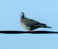Pigeon, on cable, soft focus.