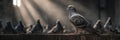 Pigeon Perched in Sunbeam Among Flock Indoors Royalty Free Stock Photo