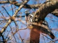 Pigeon perched on a tree branch against a bright blue sky background