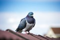 a pigeon perched on an urban building ledge