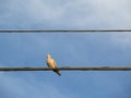 Pigeon perched on wire with blue sky Royalty Free Stock Photo