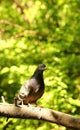 Pigeon Royalty Free Stock Photo