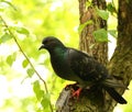 Pigeon Royalty Free Stock Photo