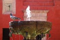 Pigeon perching on the edge of a beautiful old fountain in Santa Catalina Monastery in Arequipa Royalty Free Stock Photo