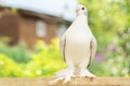 Pigeon perching on the wooden board. White dove