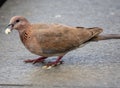 pigeon picking up a bread crumb