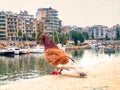 Pigeon in Pireus`s marina. Greece.