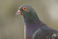 Pigeon portrait Royalty Free Stock Photo