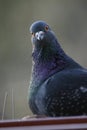 Pigeon portrait Royalty Free Stock Photo