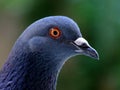 Pigeon Portrait Royalty Free Stock Photo