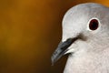 Pigeon portrait Royalty Free Stock Photo