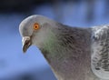 Pigeon portrait Royalty Free Stock Photo