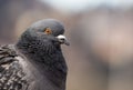 Pigeon portrait Royalty Free Stock Photo