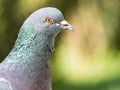 Pigeon Portrait Royalty Free Stock Photo