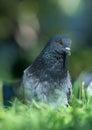 Pigeon portrait Royalty Free Stock Photo