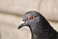 Pigeon portrait profile close up Royalty Free Stock Photo