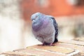 Pigeon posing on bricks border Royalty Free Stock Photo