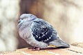 Pigeon posing on bricks border Royalty Free Stock Photo