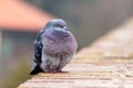 Pigeon posing on bricks border Royalty Free Stock Photo