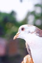 Pigeon posing for a photo. Front view of the face of pigeon face to face with green background. Royalty Free Stock Photo