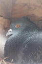 Pigeon posing for a photo. Front view of the face of pigeon face to face with green background. Royalty Free Stock Photo