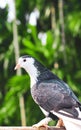 Pigeon posing for a photo. Front view of the face of pigeon face to face with green background. Royalty Free Stock Photo