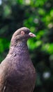 Pigeon posing for a photo. Front view of the face of pigeon face to face with green background. Royalty Free Stock Photo