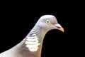 Pigeon Profile