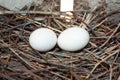 Pigeon progeny. Two pigeon eggs