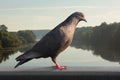 A graceful dove walks along the railing of the bridge.