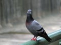 Pigeon on Railing Royalty Free Stock Photo