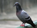 Pigeon on a Railing Royalty Free Stock Photo