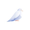 Pigeon Raised Feathers Composition Royalty Free Stock Photo