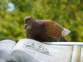 Pigeon-reader Royalty Free Stock Photo