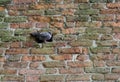 A pigeon relaxing in the brickwork