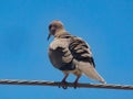 Pigeon relaxing on the cable outside my home