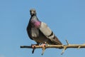 Pigeon in a relaxing moment Royalty Free Stock Photo
